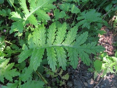 Tanacetum macrophyllum