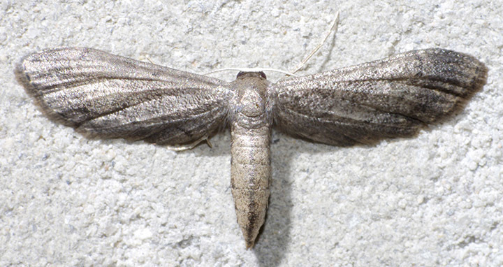 Protoproutia rusticaria