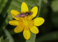 Cheilosia pagana