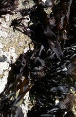 Mazzaella laminarioides