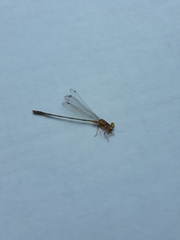 Enallagma pollutum