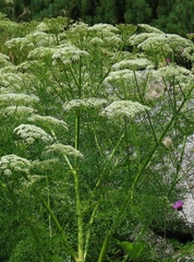 Ligusticum lucidum