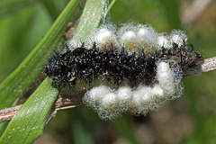 Euphydryas desfontainii