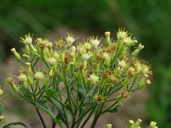 Senecio cacaliaster