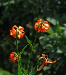 Lilium carniolicum