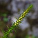 Northern Spikemoss - Photo (c) Alenka Mihoric, some rights reserved (CC BY-NC), uploaded by Alenka Mihoric