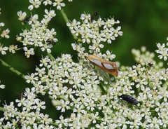 Catoptria conchella