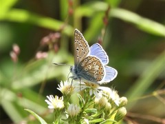 Polyommatus icarus