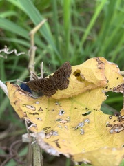 Detritivora hermodora