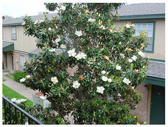 Magnolia grandiflora