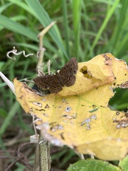 Detritivora hermodora