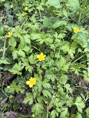 Ranunculus hispidus nitidus