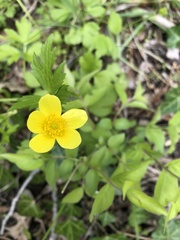 Ranunculus hispidus nitidus
