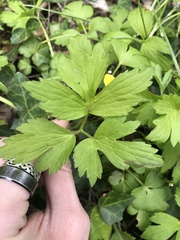 Ranunculus hispidus nitidus