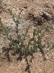 Lappula occidentalis occidentalis