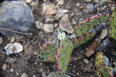 Chaetopappa ericoides