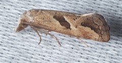 Eugnosta bimaculana