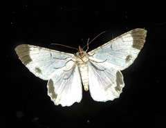 Epimecis anonaria