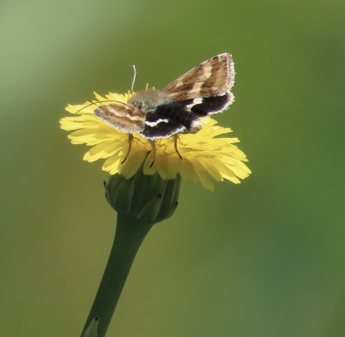 Small Heliothodes Moth photo 4