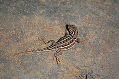Sceloporus subniger