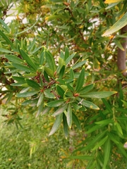 Embothrium coccineum