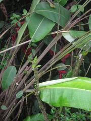 Heliconia harlingii