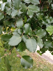 Quillaja saponaria