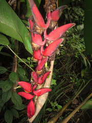 Heliconia harlingii
