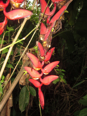Heliconia harlingii