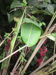 Heliconia harlingii