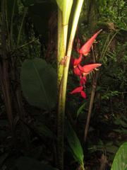 Heliconia harlingii