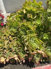 Aeonium