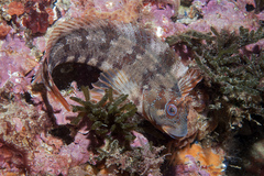 Tompot Blenny photo 3