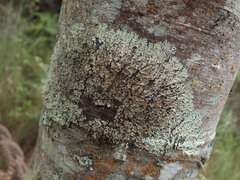 Hypotrachyna spumosa