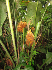 Goeppertia inocephala