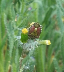 Senecio vulgaris