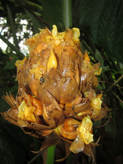 Goeppertia inocephala