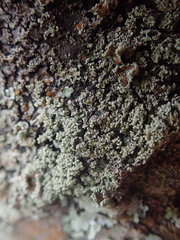 Hypotrachyna spumosa