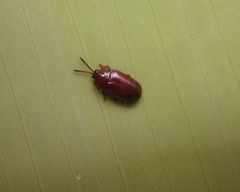 Cephaloleia dilaticollis