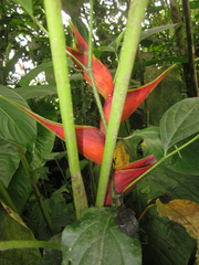 Heliconia stricta