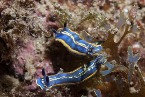 Felimare bilineata