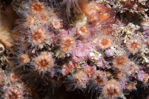 Caryophyllia inornata
