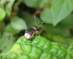 Paratriarius