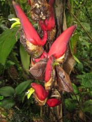 Heliconia harlingii