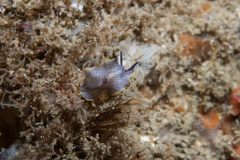 Prostheceraeus moseleyi