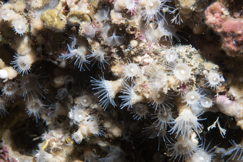 Epizoanthus arenaceus