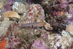 Gobius xanthocephalus