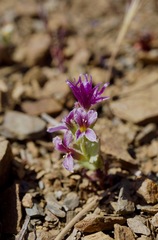 Streptanthus callistus