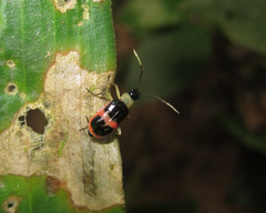 Paratriarius