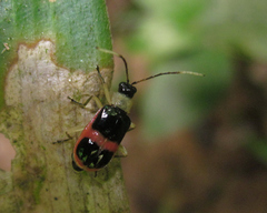 Paratriarius